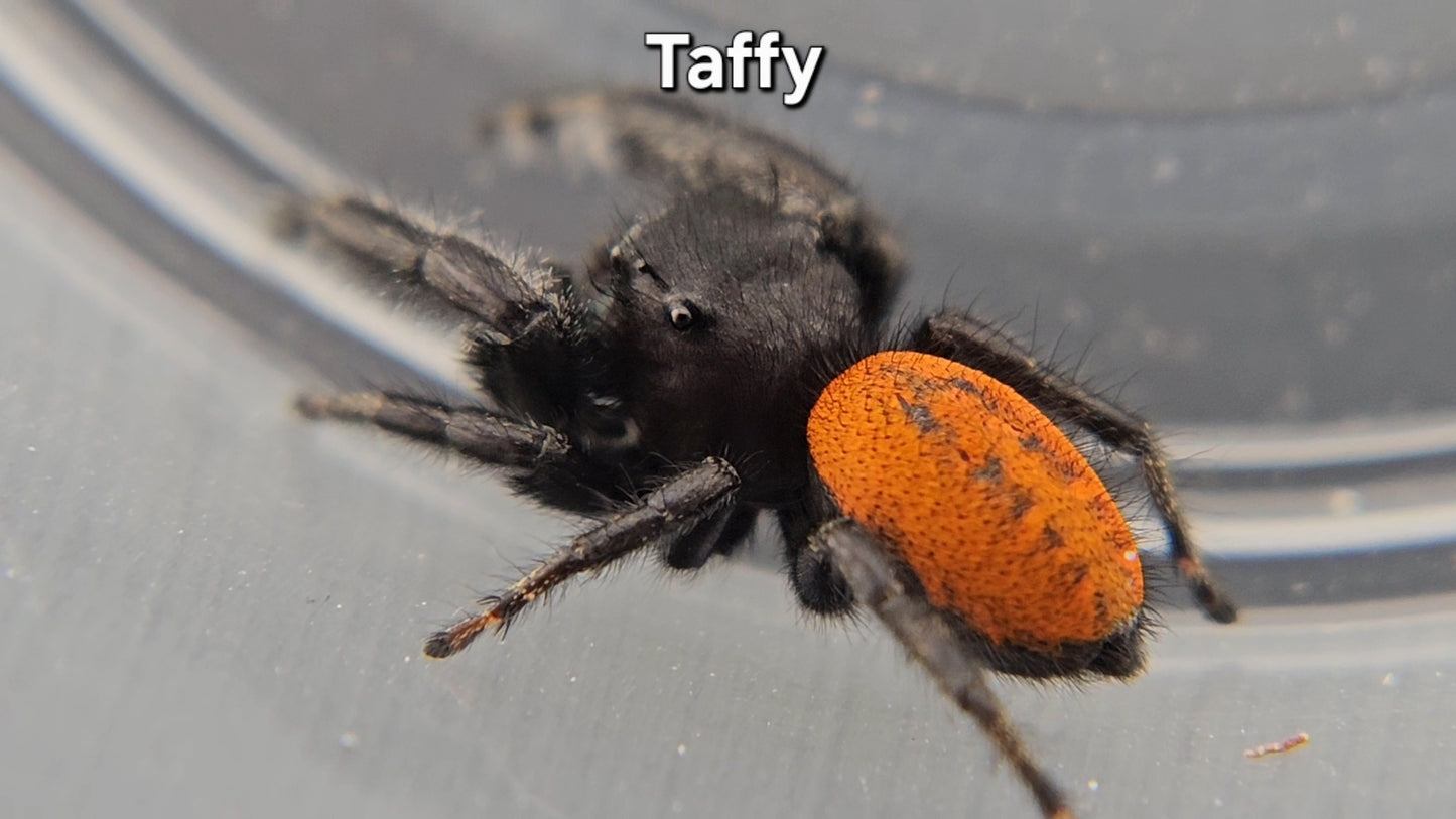 Taffy - Mature Male Phidippus texanus
