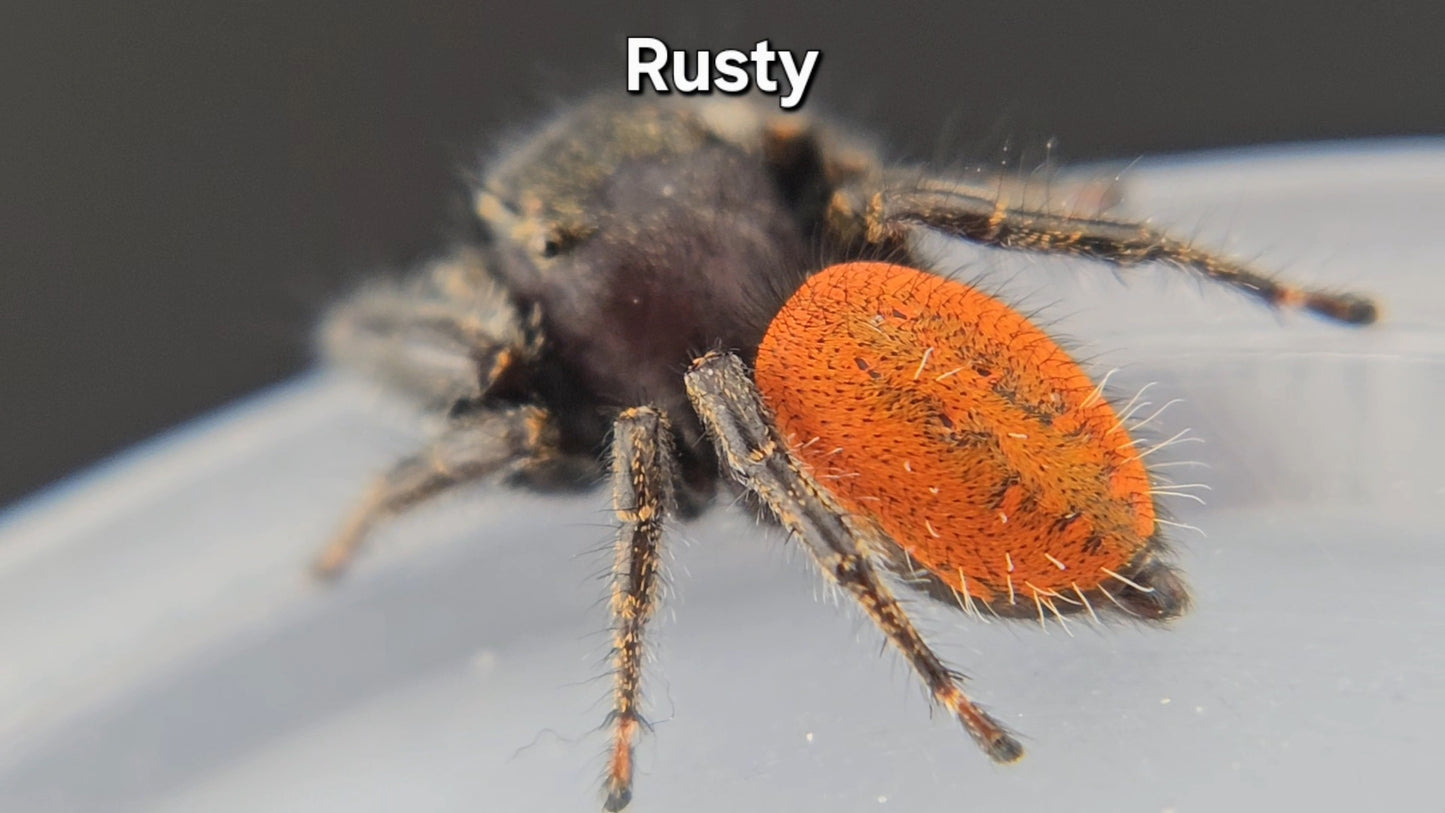 Rusty - Adult Male Phidippus texanus