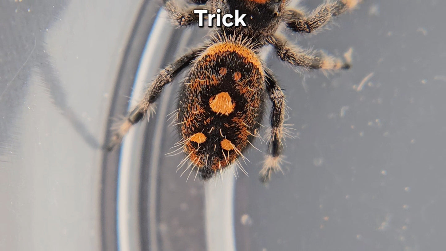 Trick - Female Regal