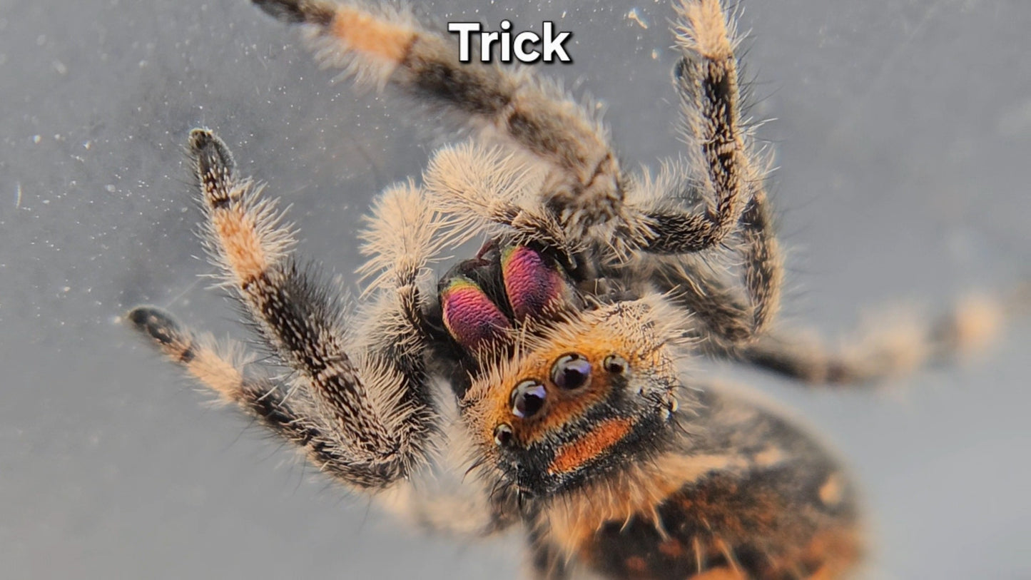 Trick - Female Regal
