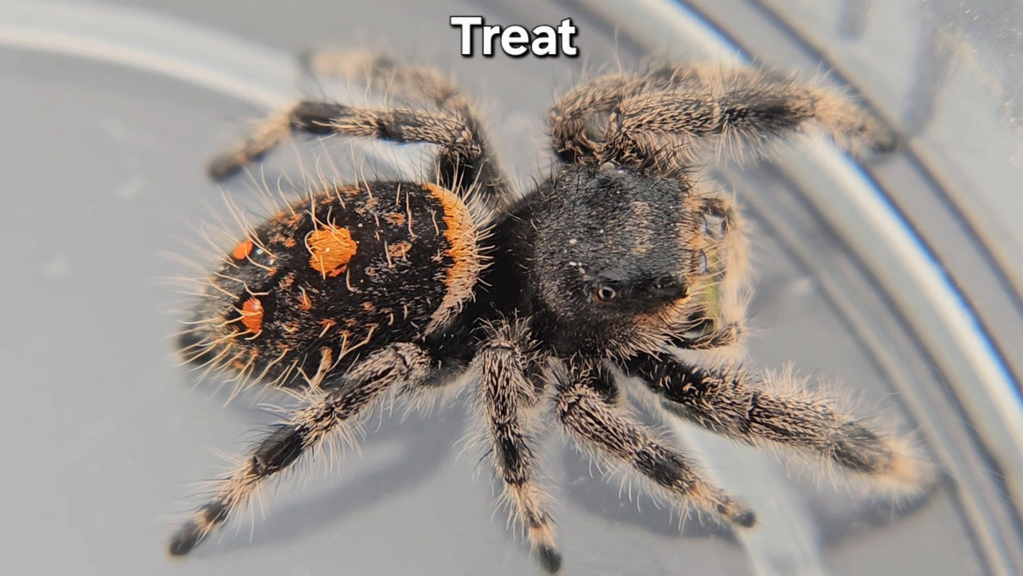 Treat - Female Regal
