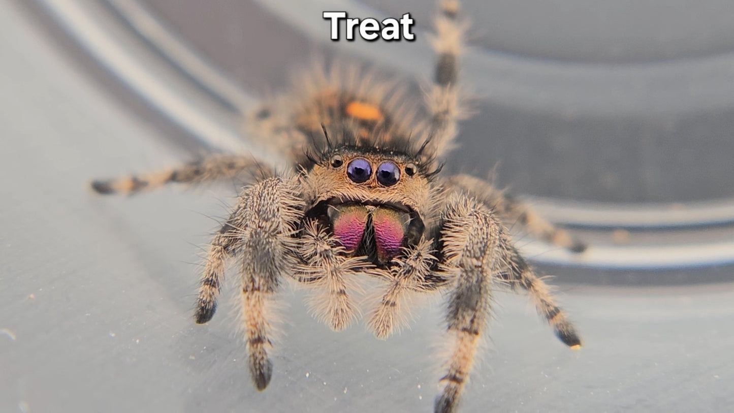 Treat - Female Regal