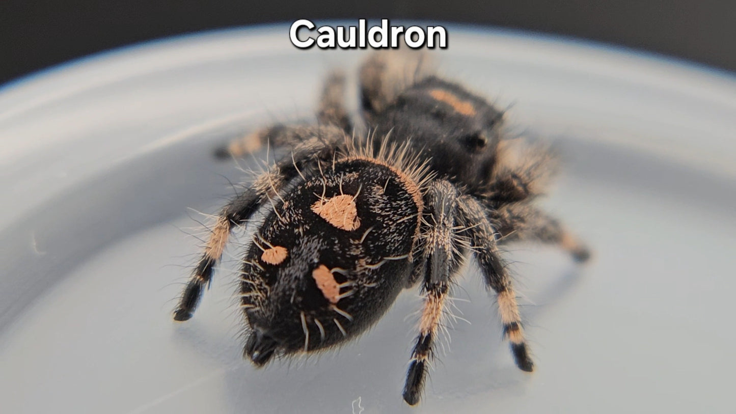 Cauldron - Female Regal