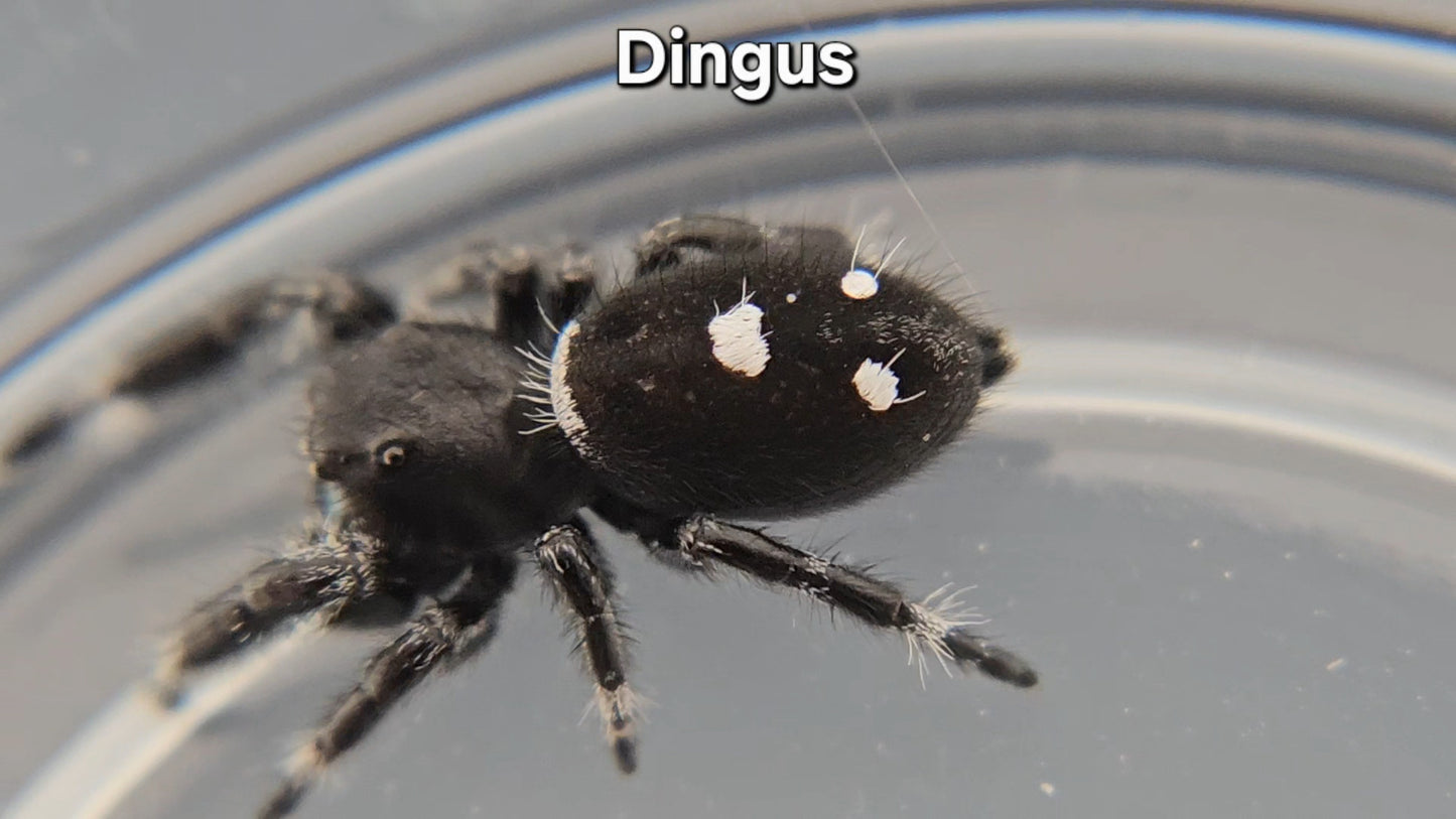 Dingus - Male Regal