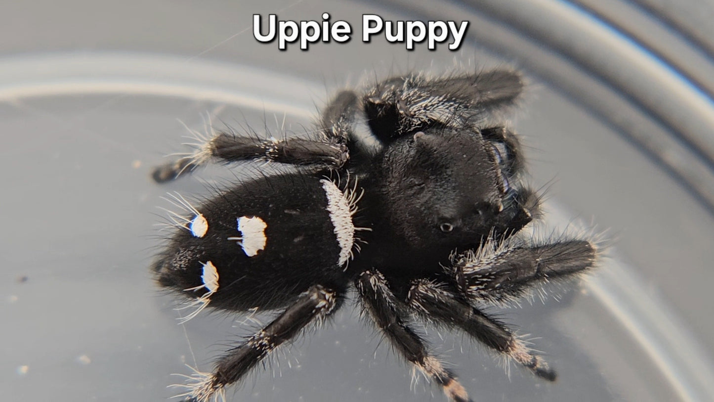 Uppie Puppy - Male Regal