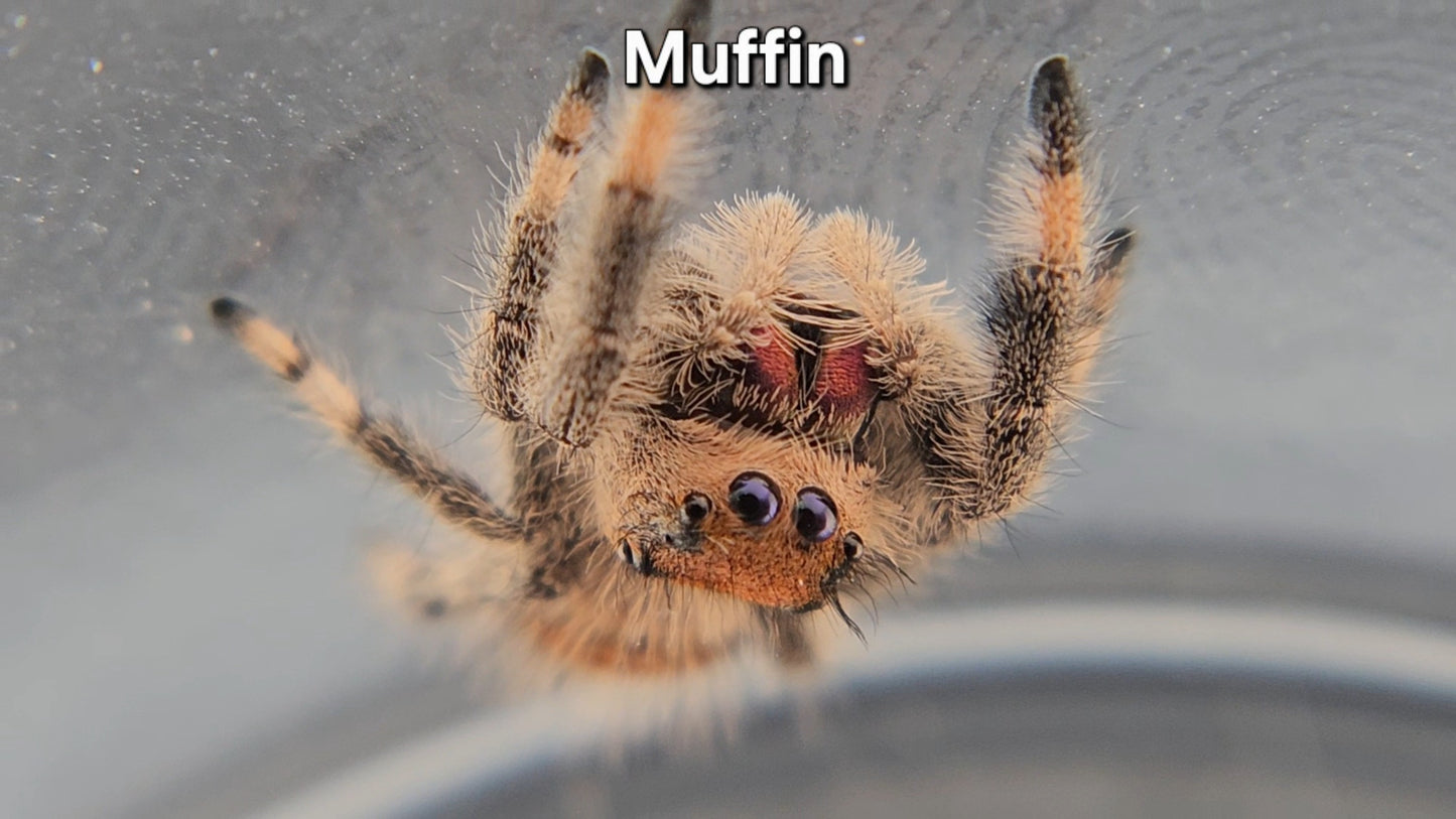 Muffin - female Regal