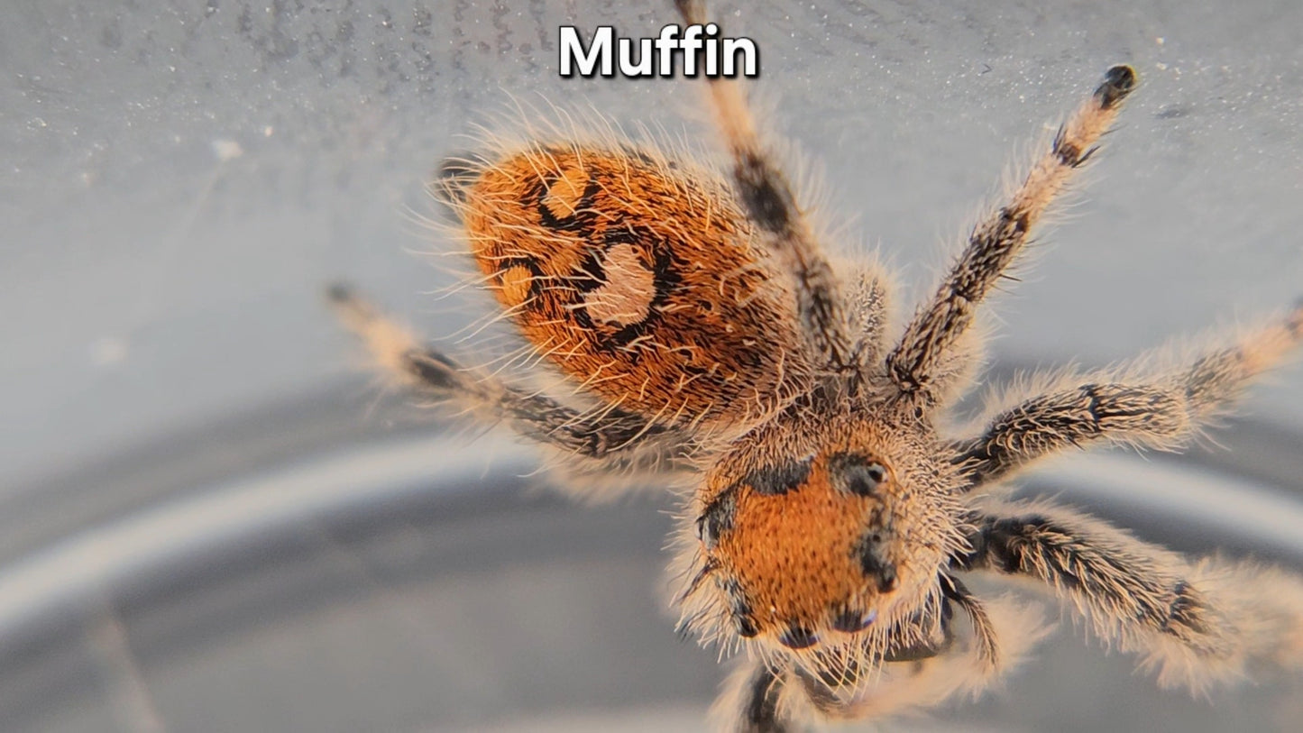 Muffin - female Regal