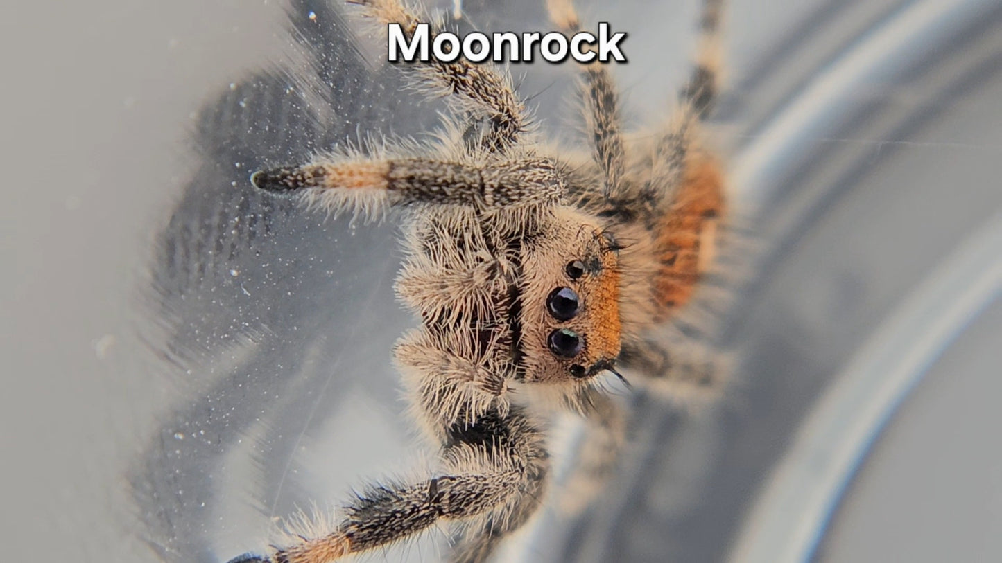 Moonrock - Female Regal