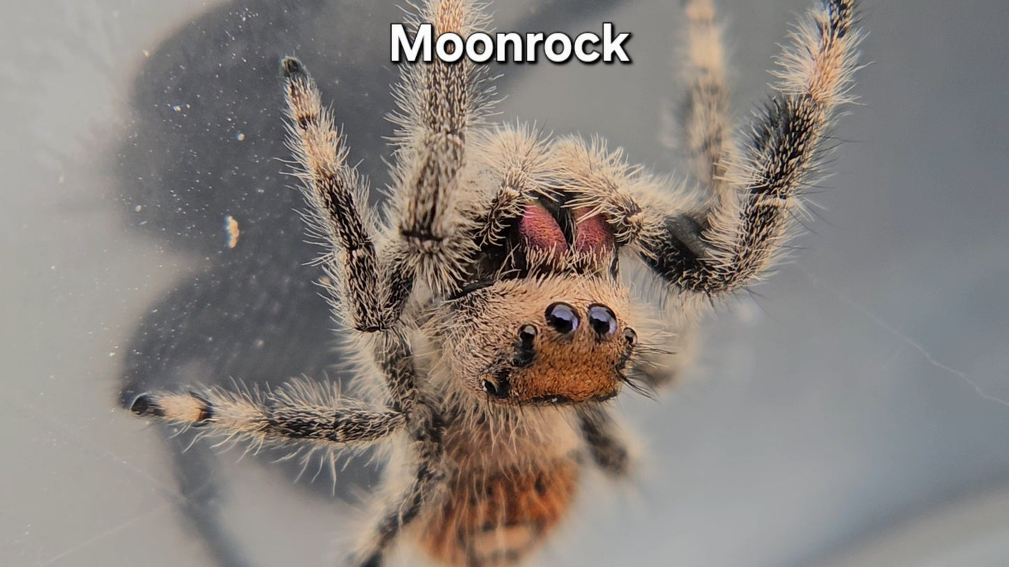 Moonrock - Female Regal