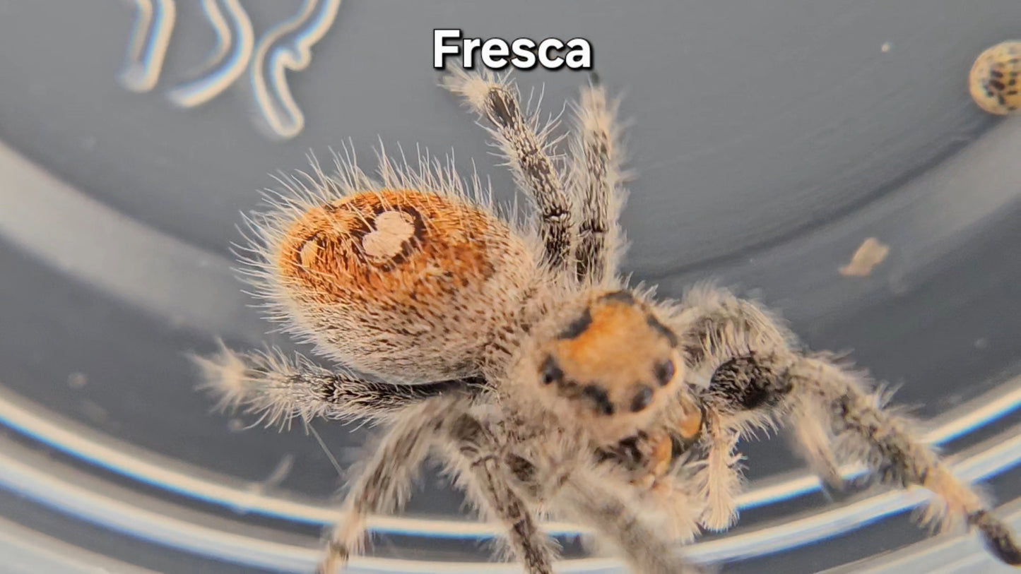 Fresca - Female Regal