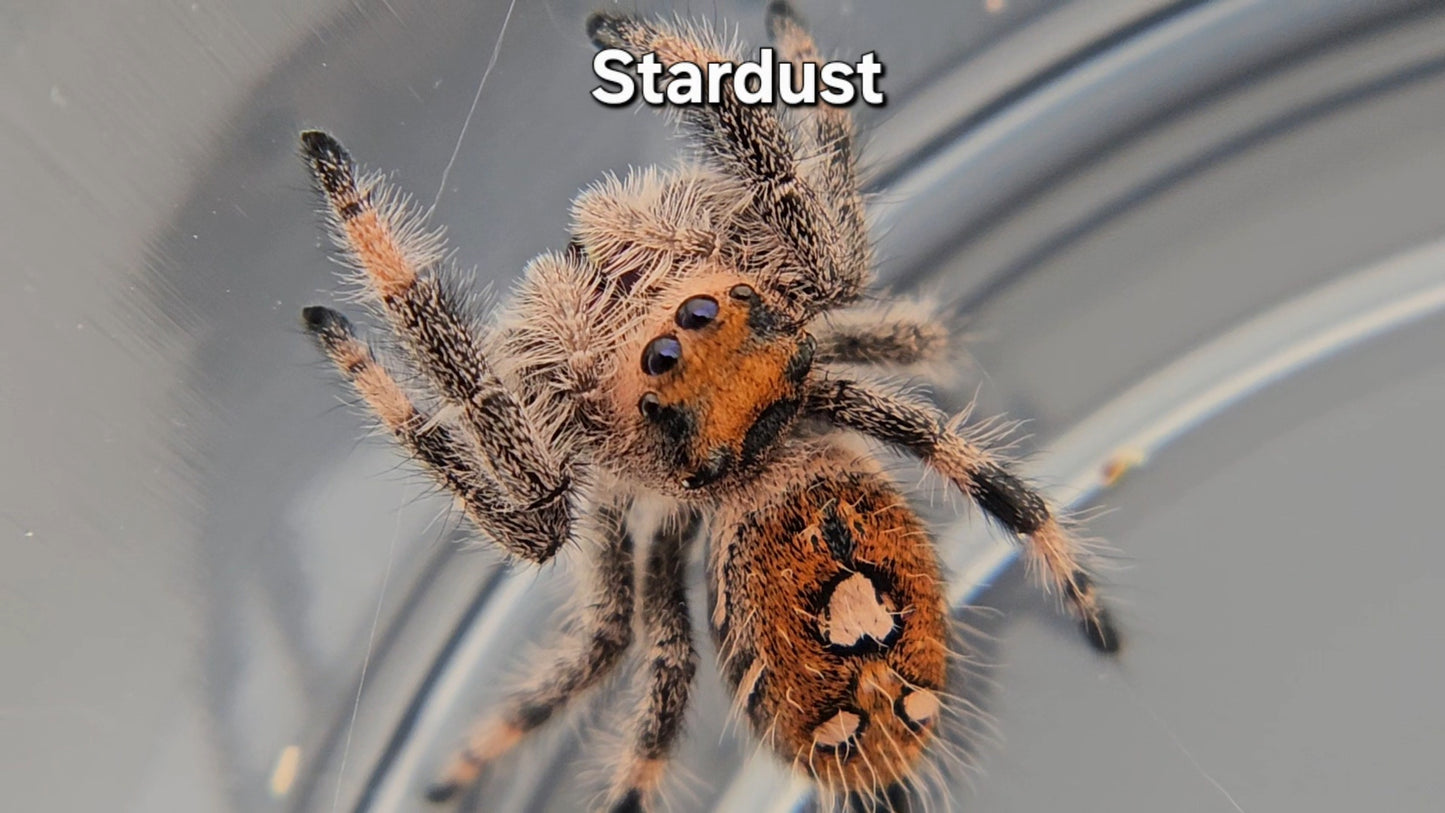 Stardust - Female Regal