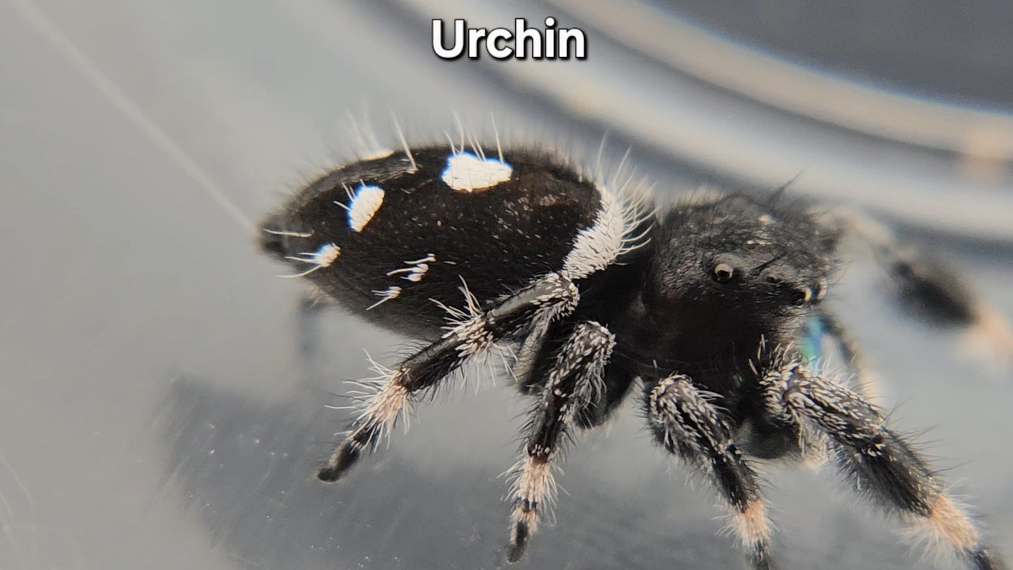 Urchin - Male Regal