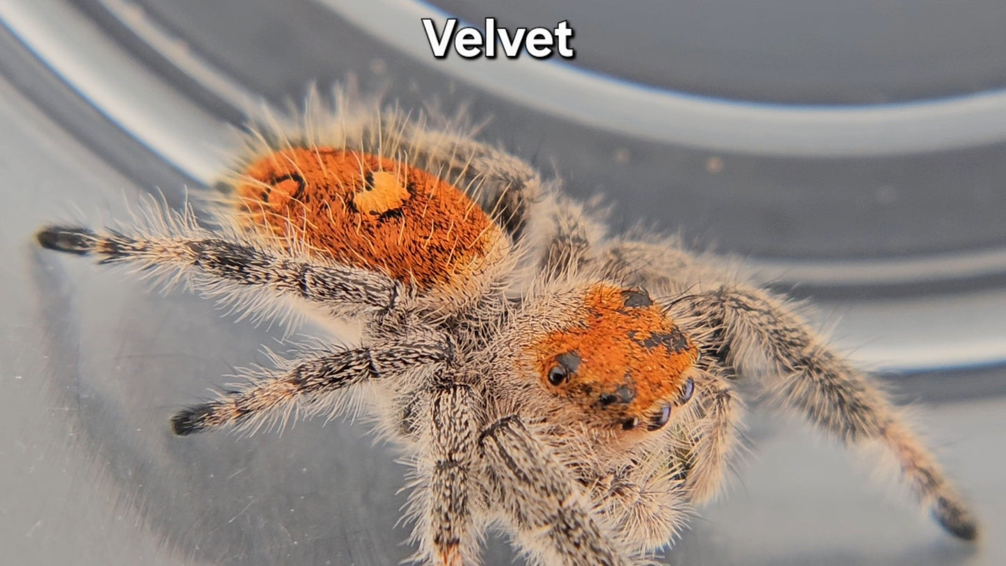 Velvet - Female Regal