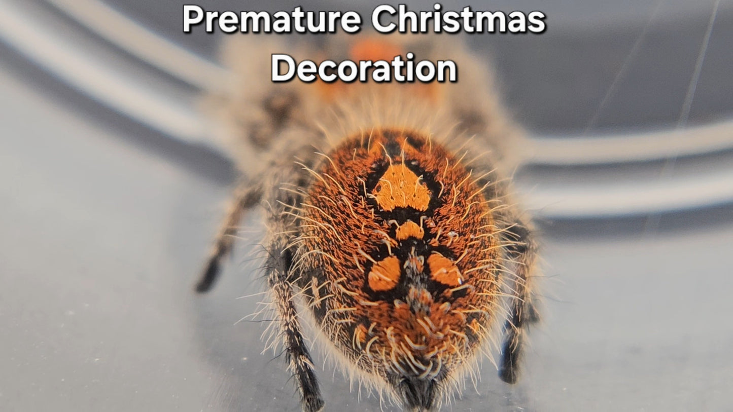 Premature Christmas Decoration - Female Regal