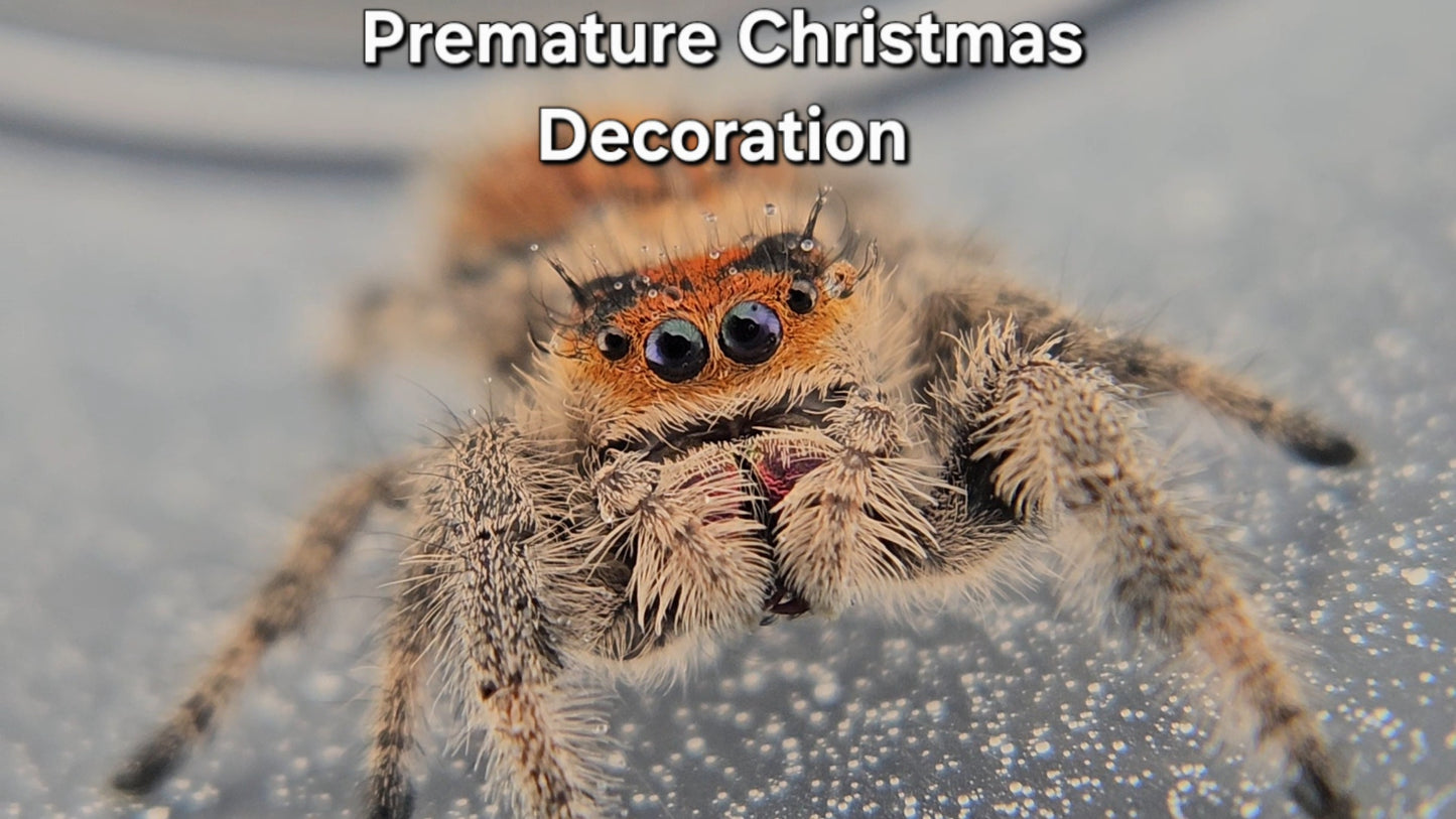 Premature Christmas Decoration - Female Regal