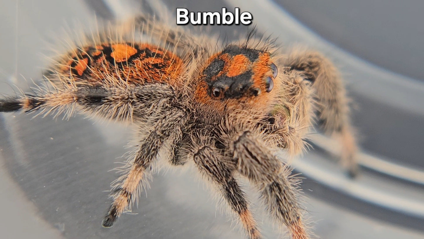 Bumble - Female Regal