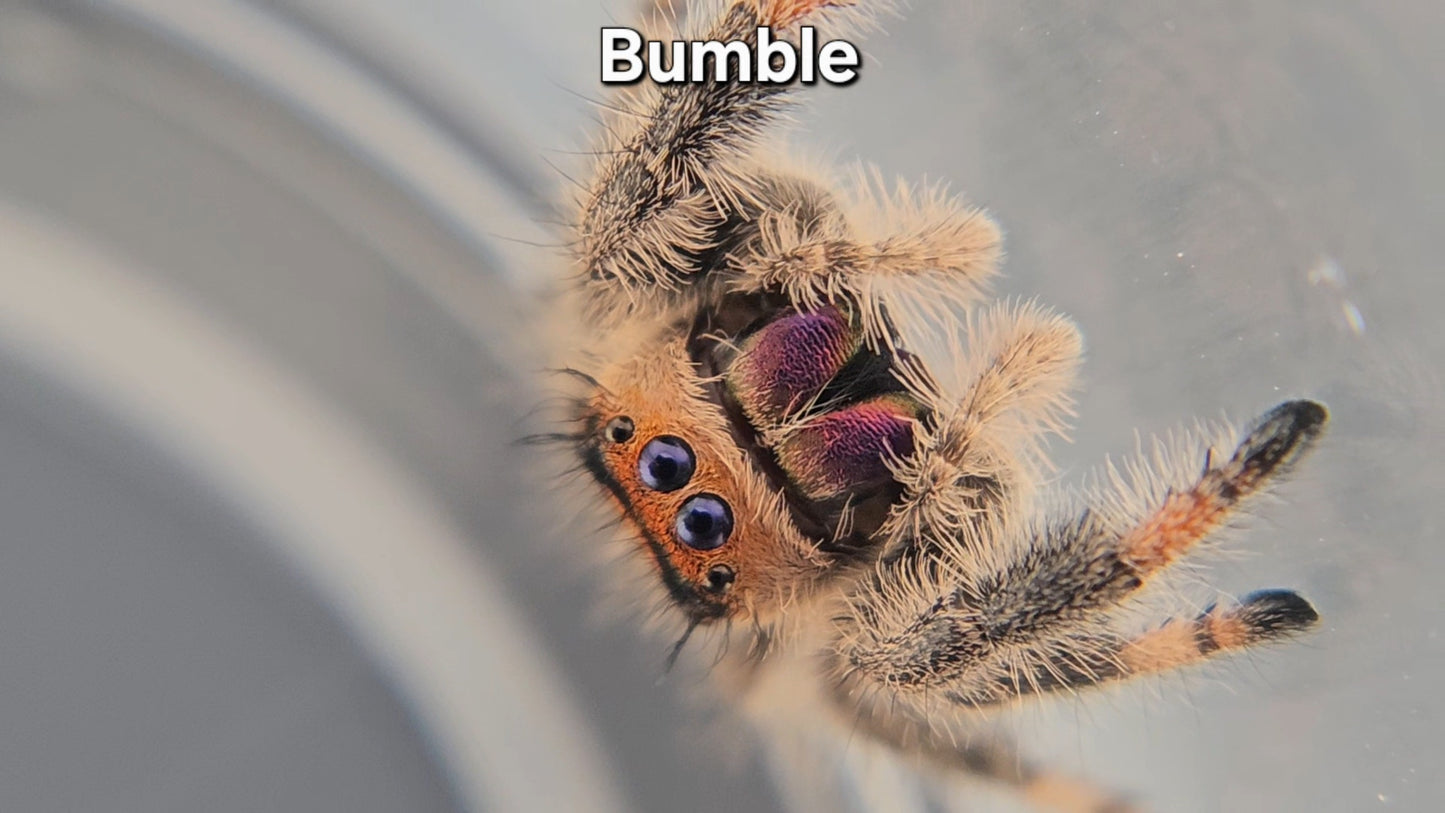 Bumble - Female Regal