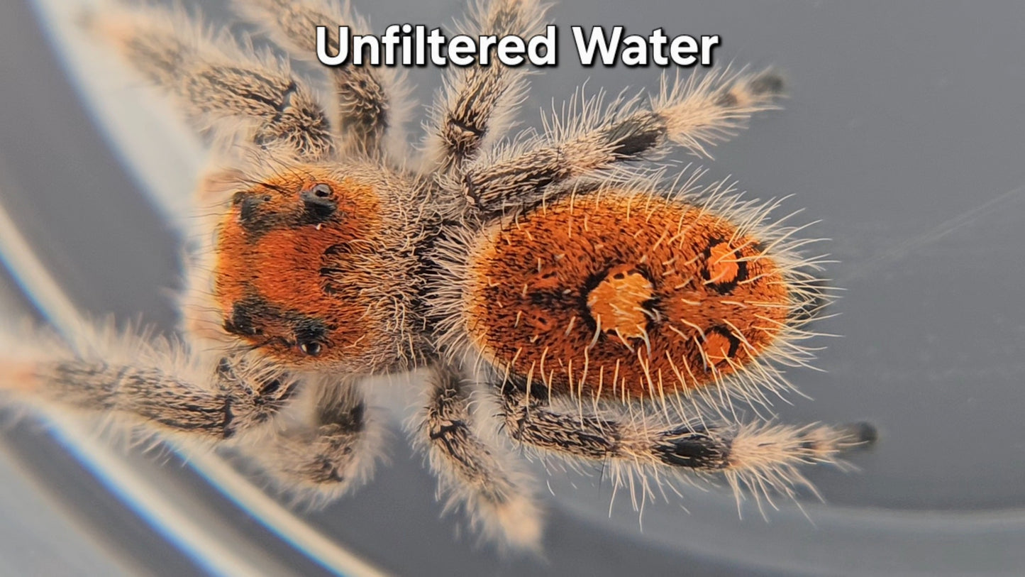 Unfiltered Water - Female Regal