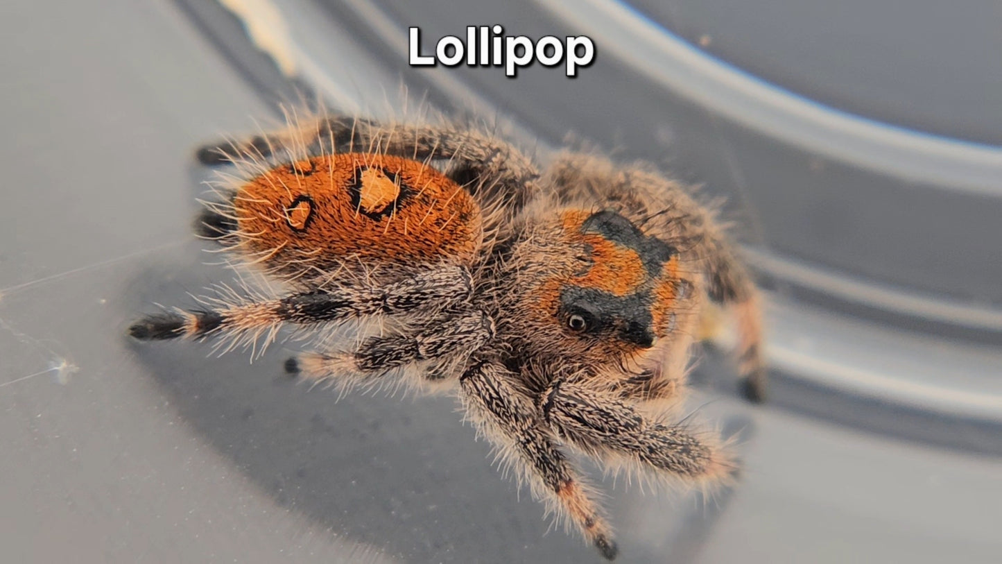 Lollipop - Female Regal