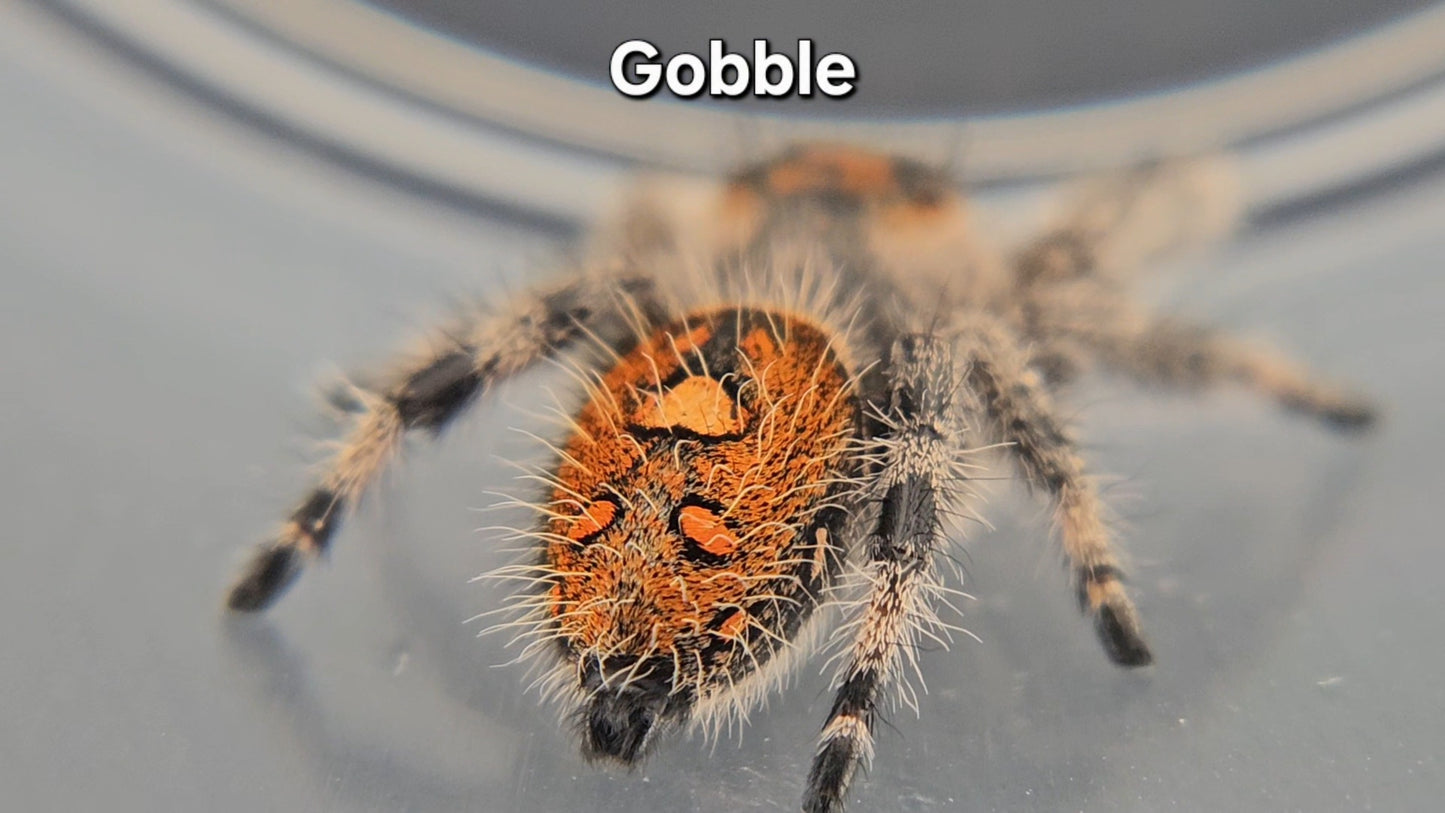 Gobble - Female Regal