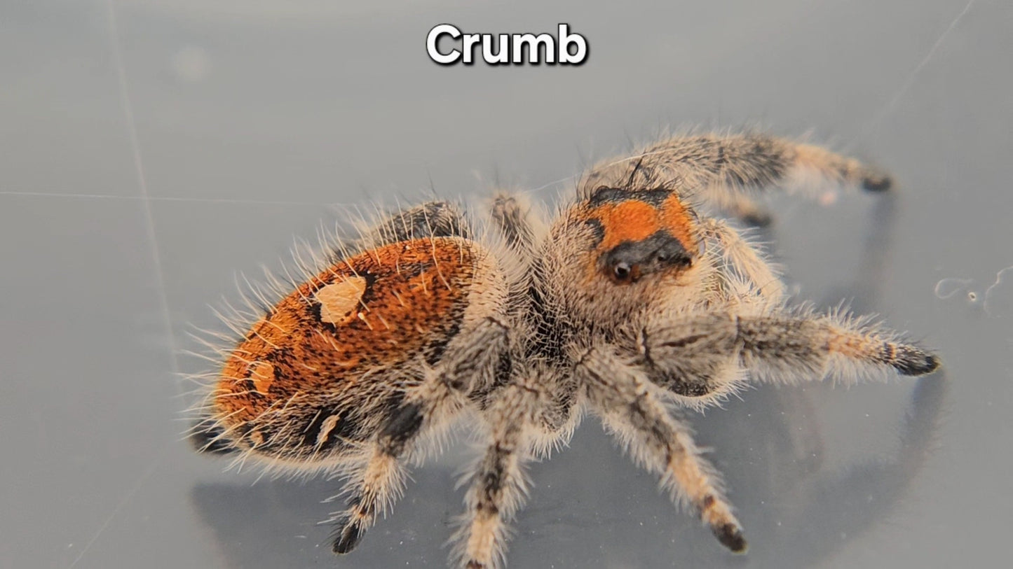 Crumb - Female Regal