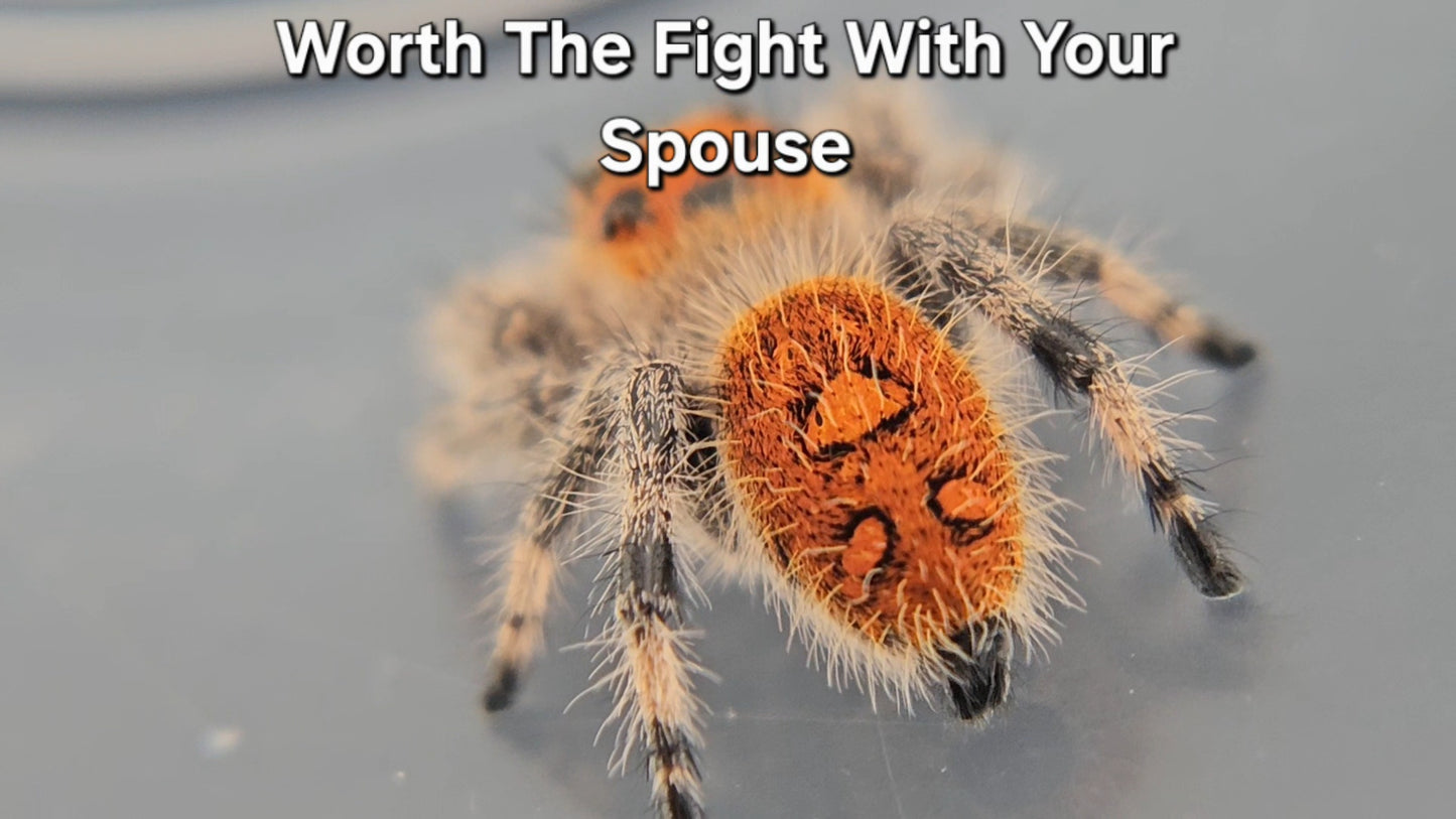 Worth The Fight With Your Spouse - Female Regal