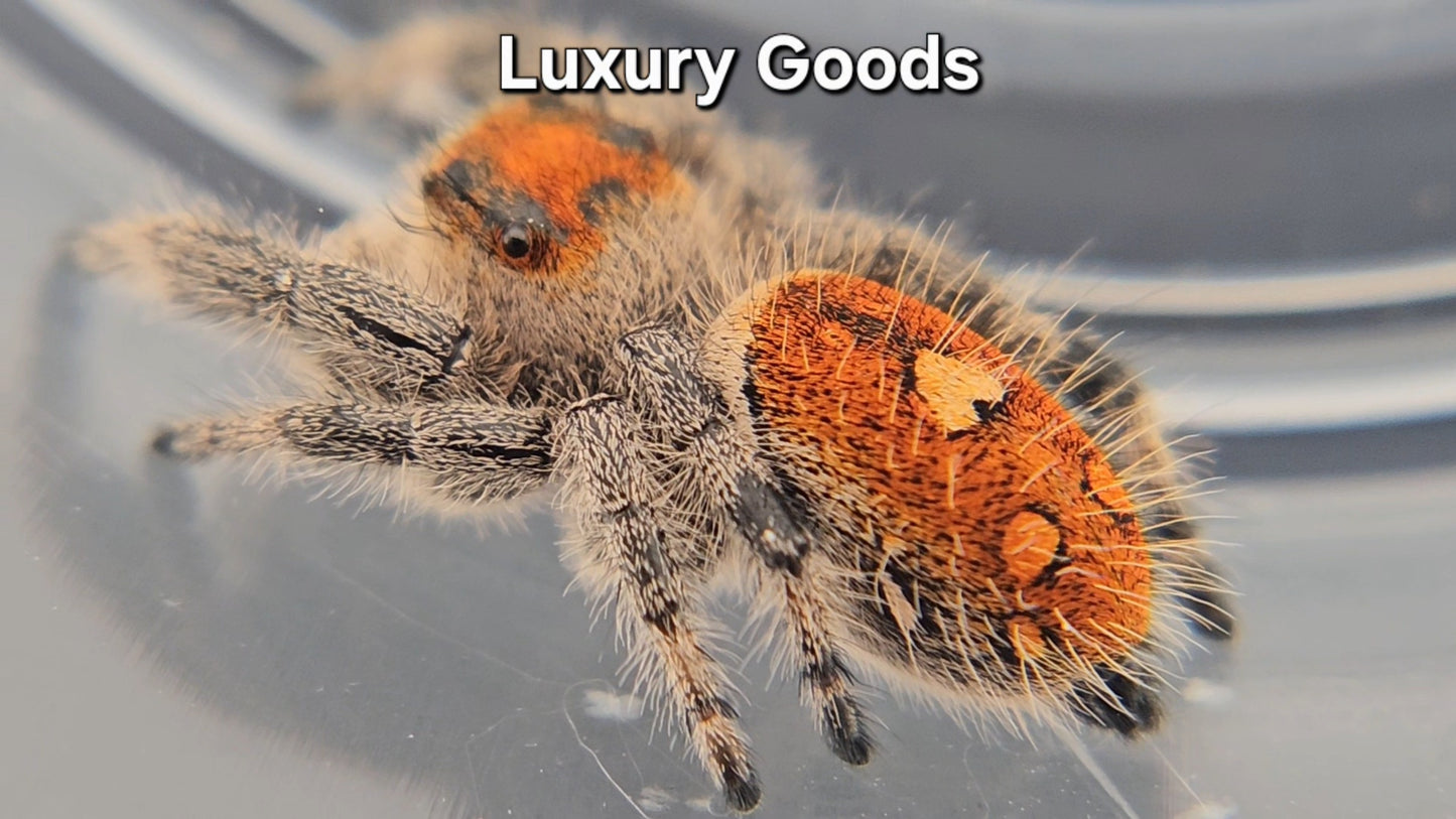 Luxury Goods - Female Regal