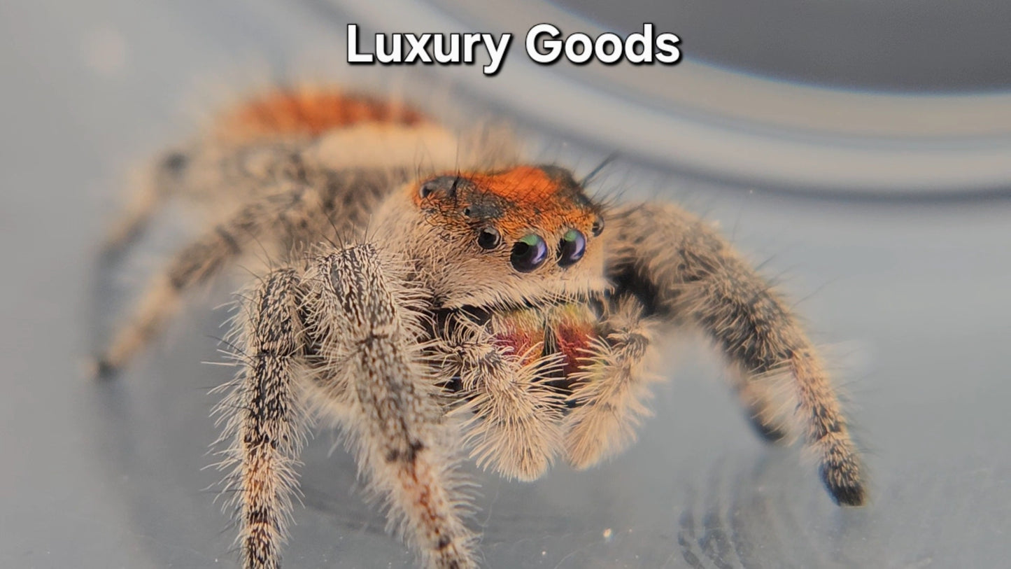 Luxury Goods - Female Regal