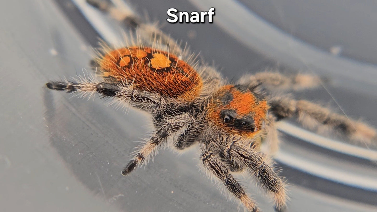 Snarf - Female Regal