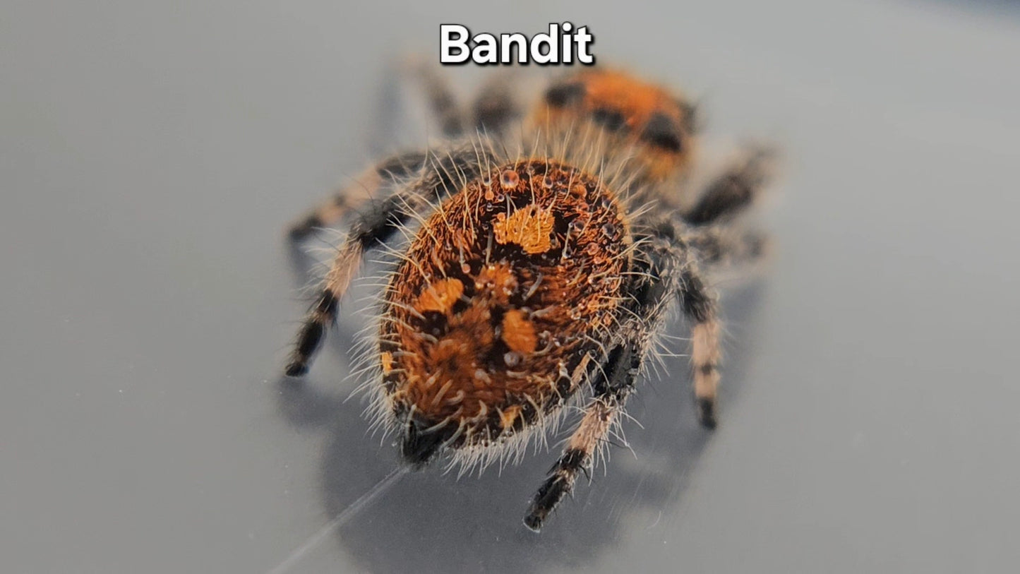 Bandit - Female Regal