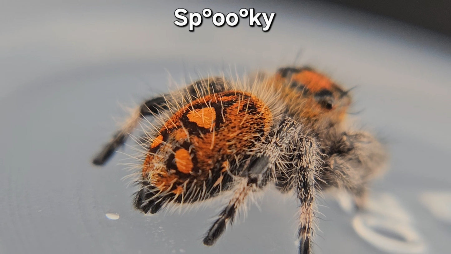 Sp°oo°ky - Female Regal