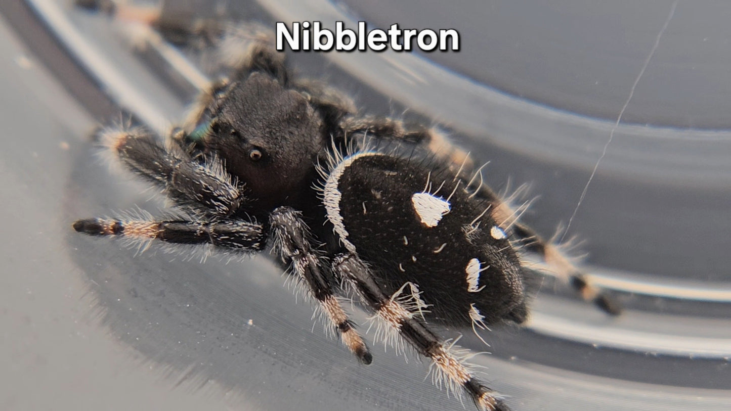 Nibbletron - Male Regal
