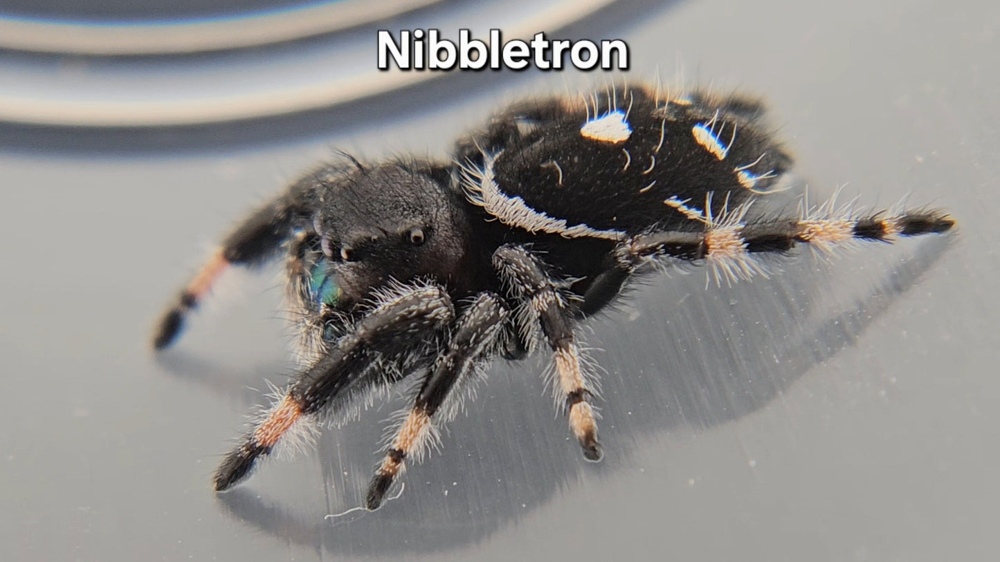Nibbletron - Male Regal