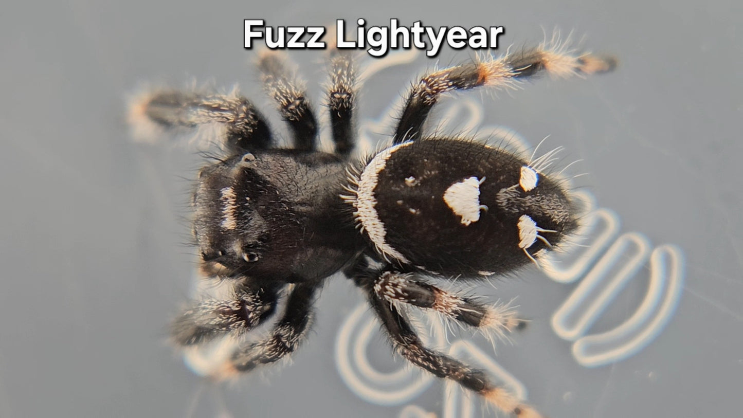 Fuzz Lightyear - Male Regal
