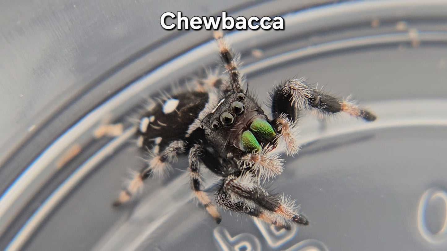 Chewbacca - Male Regal