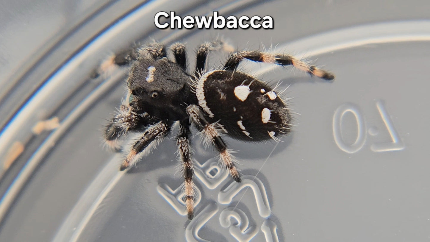 Chewbacca - Male Regal