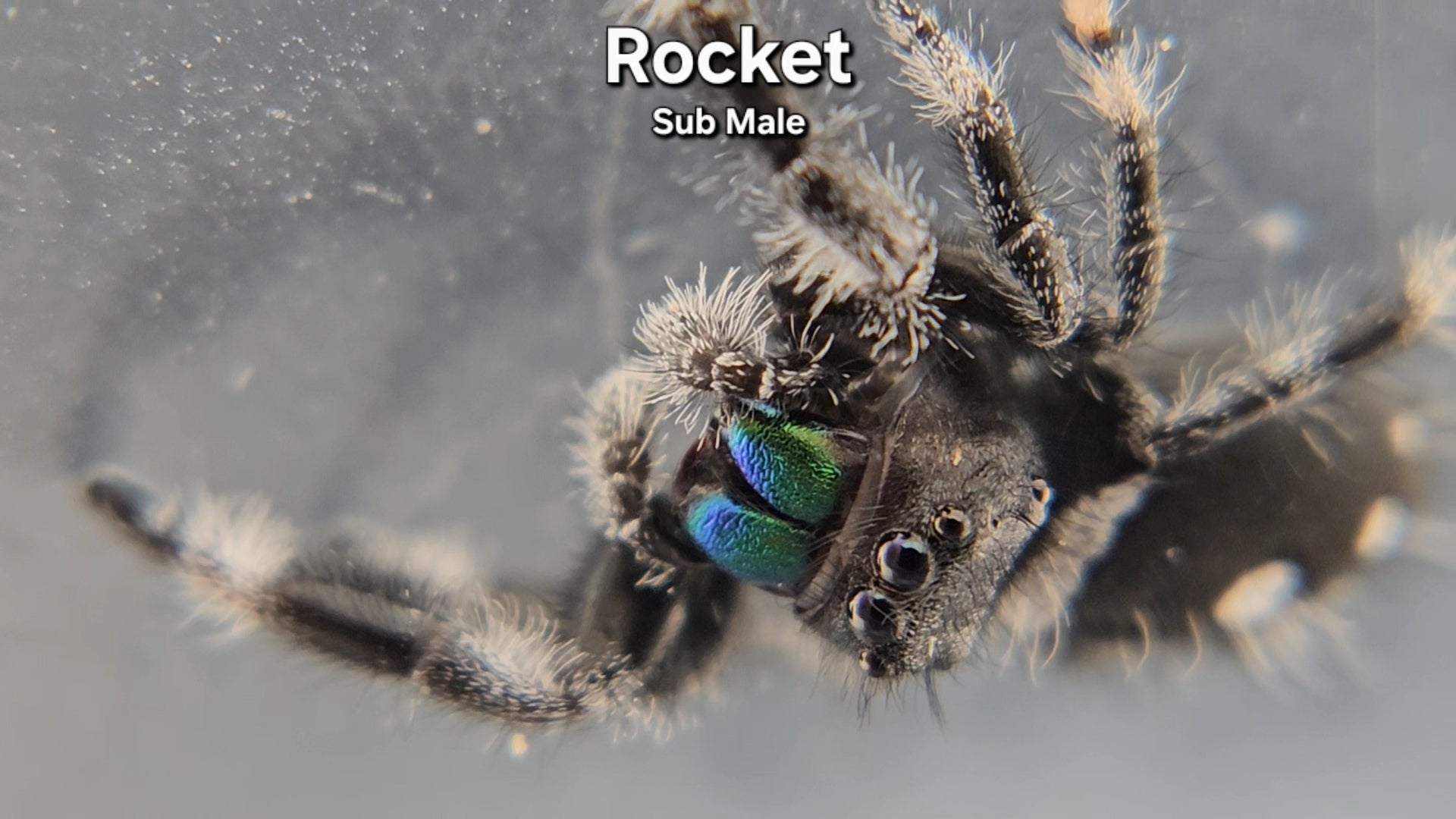 Rocket - Male Regal – Super Spood Jumpers