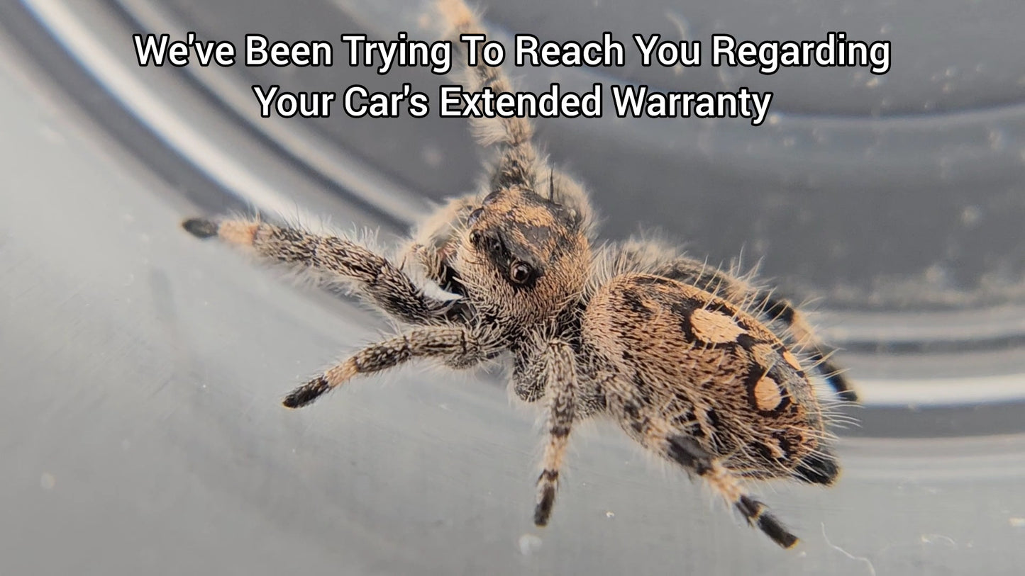 We've Been Trying To Reach You Regarding Your Car's Extended Warranty - Female Regal