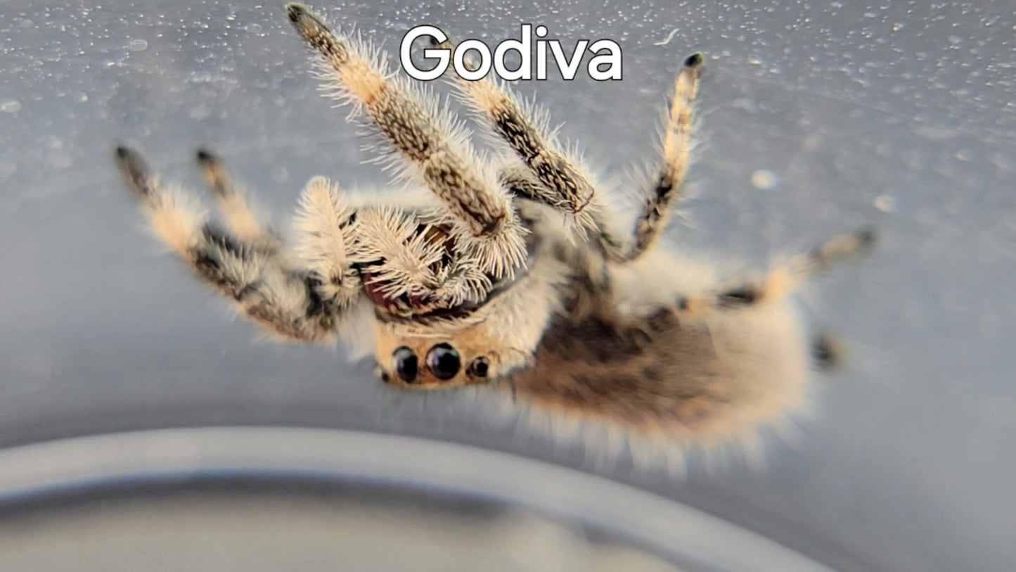Godiva - Female Regal (Shipping Invoiced Separately)