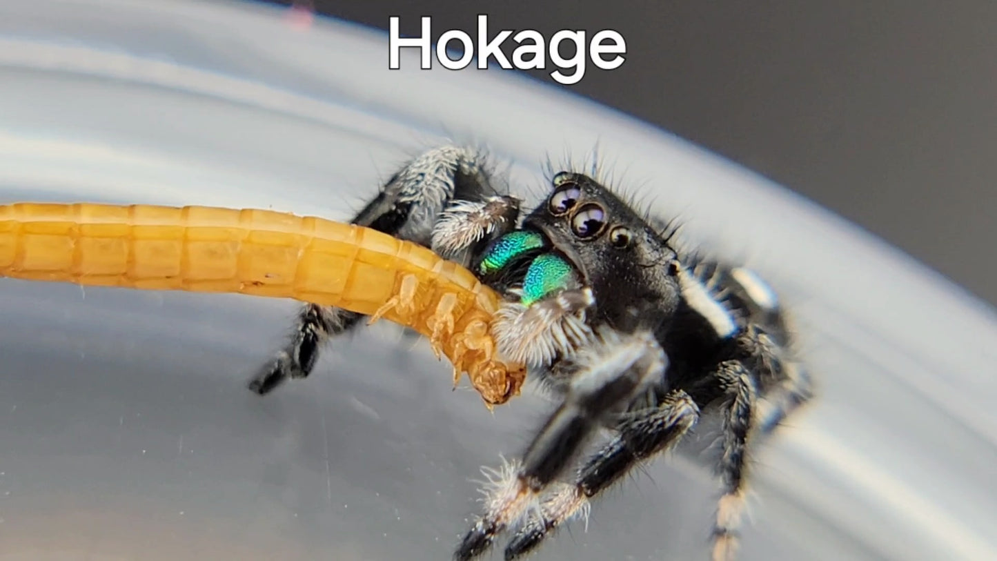 Hokage - Male Regal (Shipping Invoiced Separately)