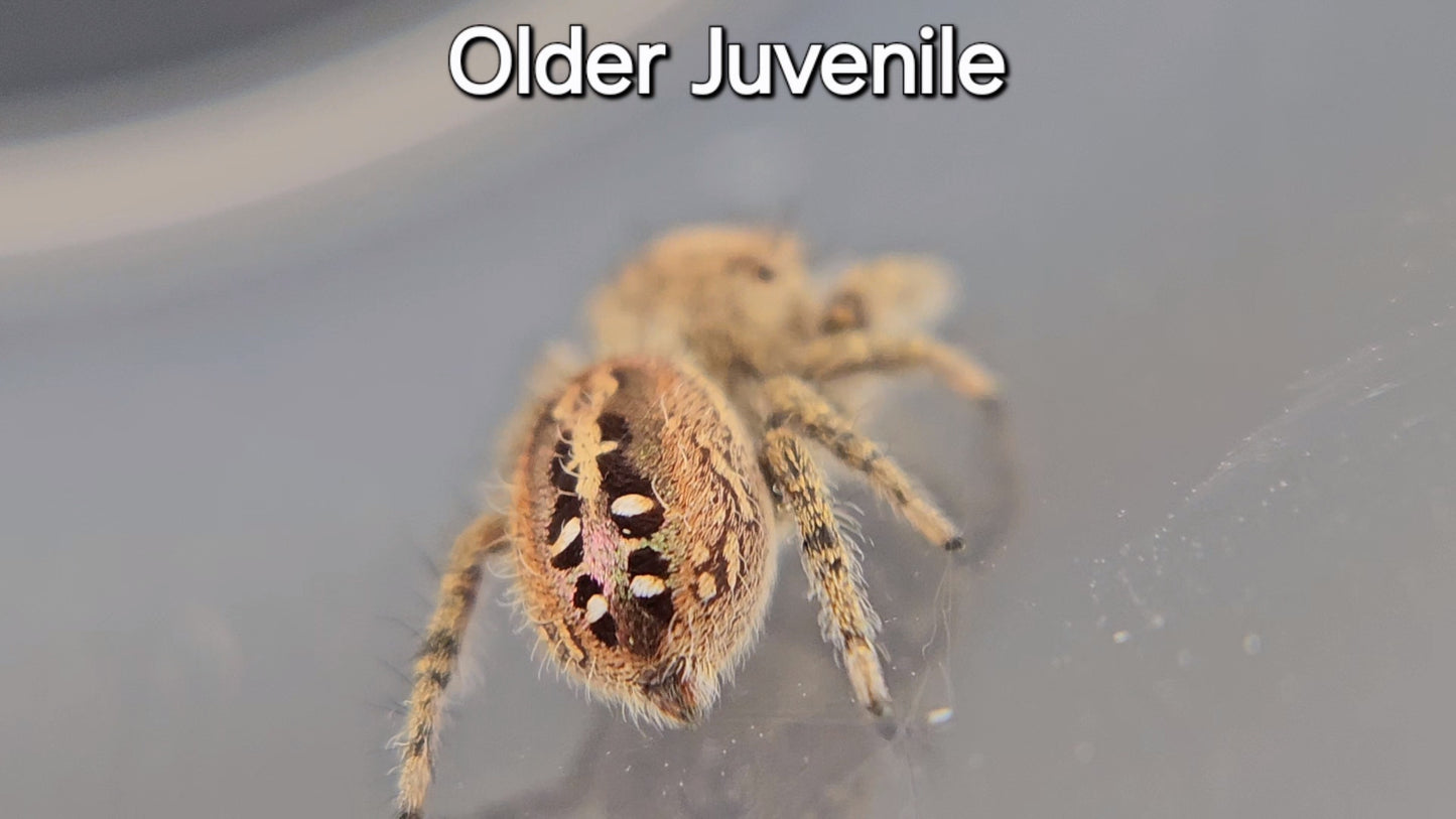 Breeder's Choice Phidippus texanus - Juvenile Unsexed (Shipping Invoiced Separately)