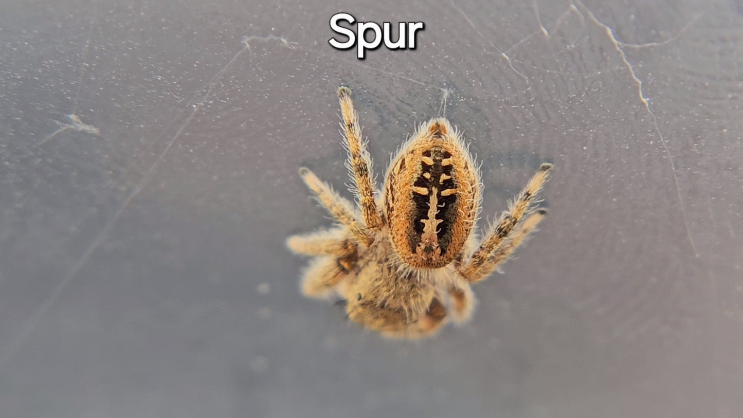 Spur - Female(?) P texanus (Shipping Invoiced Separately)