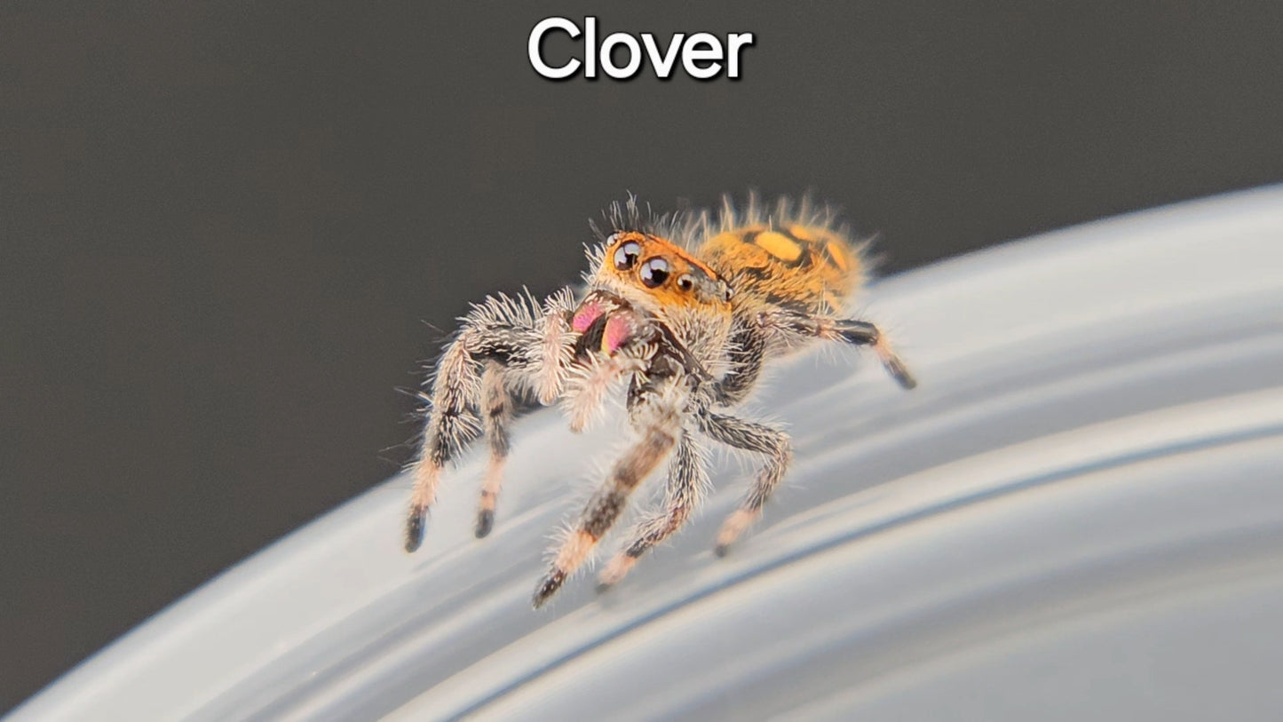 Clover - Female Regal (Shipping Invoiced Manually)