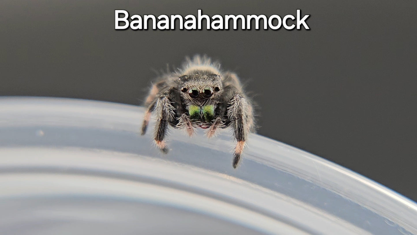 Bananahammock - Male Regal (Shipping Invoiced Manually)