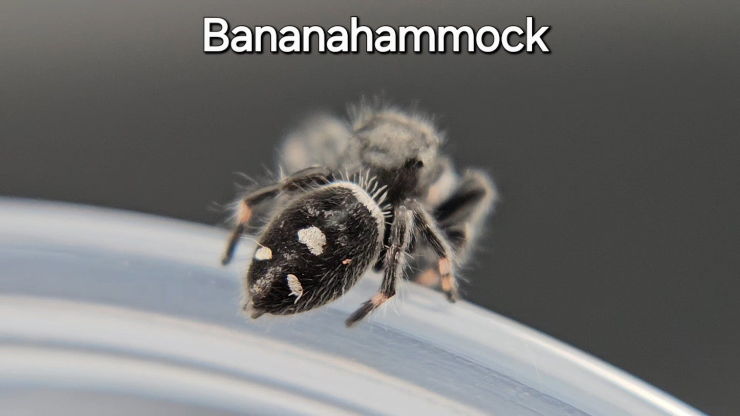 Bananahammock - Male Regal (Shipping Invoiced Manually)