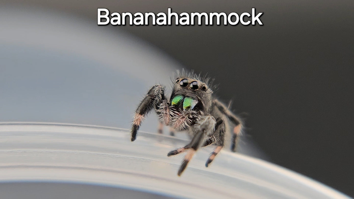Bananahammock - Male Regal (Shipping Invoiced Manually)