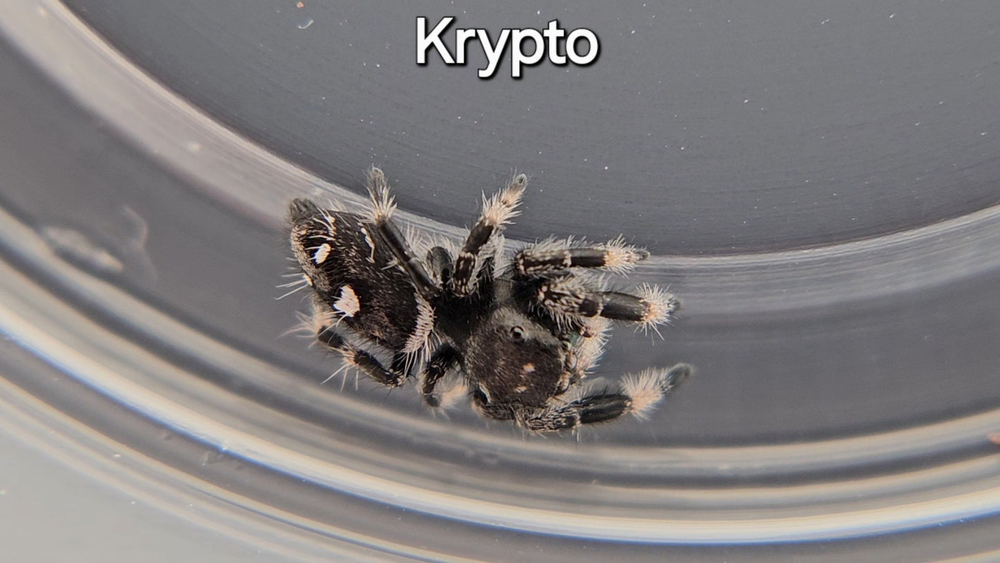 Krypto - Male Regal (Shipping Invoiced Manually)