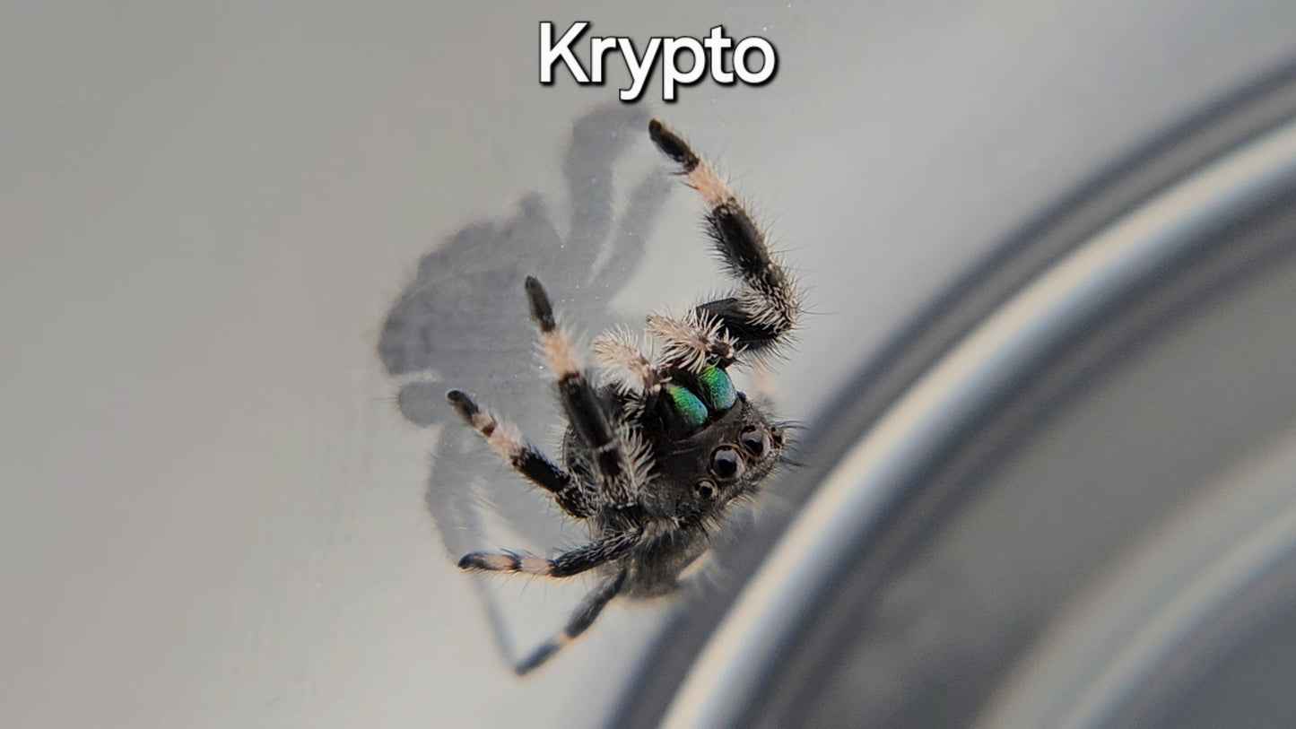 Krypto - Male Regal (Shipping Invoiced Manually)
