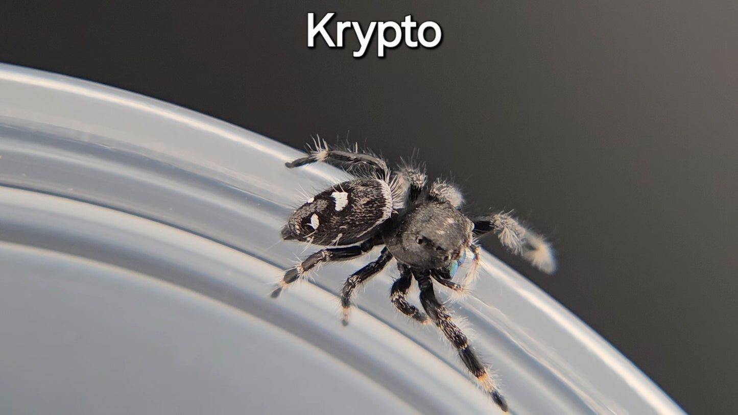 Krypto - Male Regal (Shipping Invoiced Manually)