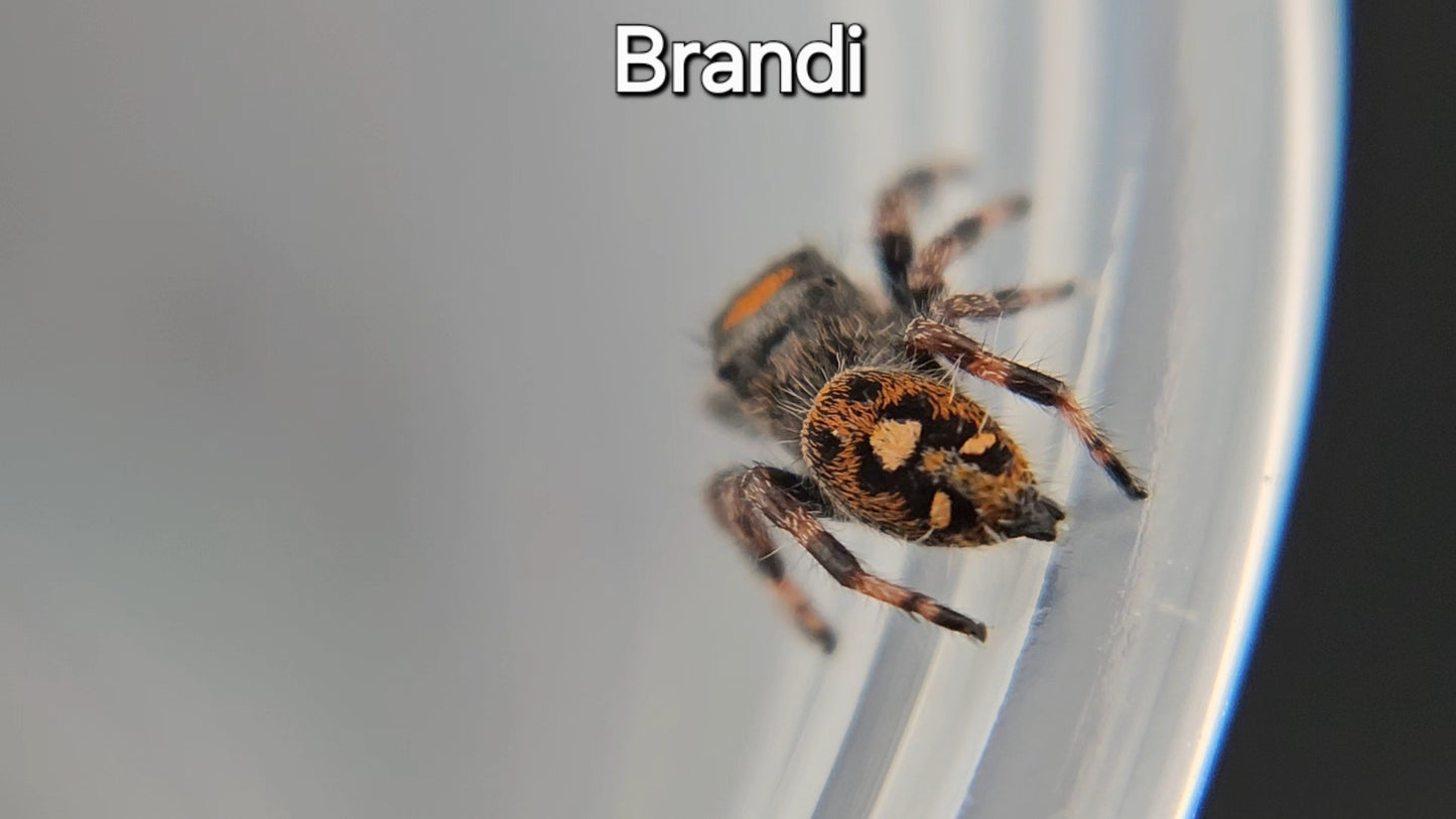 Brandi - Female Regal